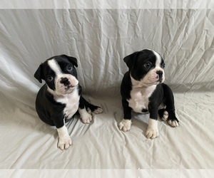 Boston Terrier Puppy for sale in MESQUITE, NV, USA