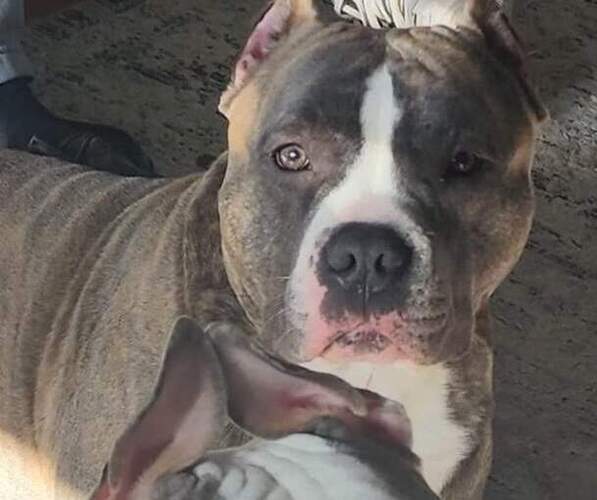 Medium Photo #1 American Bully Puppy For Sale in APPLETON, WI, USA