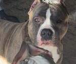 Small Photo #1 American Bully Puppy For Sale in APPLETON, WI, USA
