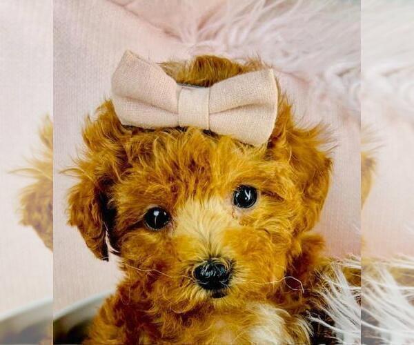 Medium Photo #2 Poodle (Toy) Puppy For Sale in MIAMI, FL, USA