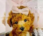 Poodles - Female Poodle (Toy) Puppy for Sale - Photo #2