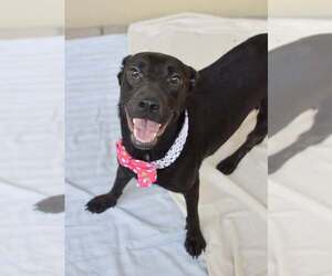 Labrador Retriever-Unknown Mix Dogs for adoption in McKinney, TX, USA