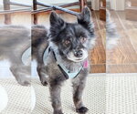 Small #3 Pomeranian Mix