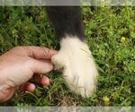 Small Photo #6 Border Collie-Great Pyrenees Mix Puppy For Sale in SHAWNEE, OK, USA