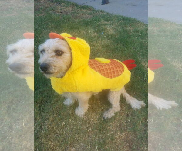 Medium Photo #4 Mutt Puppy For Sale in Woodland, CA, USA