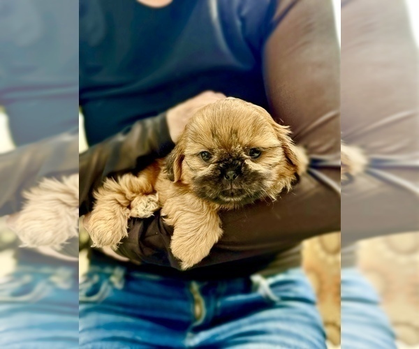 Medium Photo #4 Shih Tzu Puppy For Sale in SUGAR HILL, GA, USA