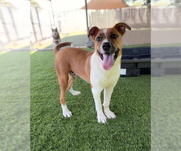 Medium Photo #3 Mutt Puppy For Sale in Chula Vista, CA, USA