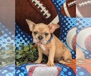 French Bulldog Puppy for sale in QUARRYVILLE, PA, USA