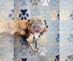Small French Bulldog