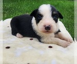 Small Photo #4 Australian Shepherd Puppy For Sale in CROCKER, MO, USA