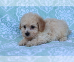 Small Photo #2 Bichpoo Puppy For Sale in SHILOH, OH, USA