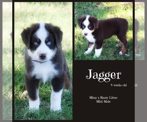 Australian Shepherd Puppy for sale in RANGER, TX, USA