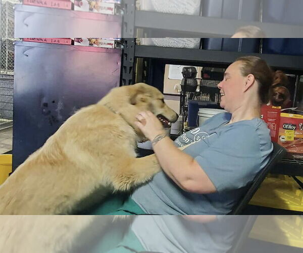 Medium Photo #2 Great Pyrenees-Unknown Mix Puppy For Sale in Stover, MO, USA