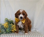 Small Photo #5 Cavapoo Puppy For Sale in NEW PROVIDENCE, PA, USA