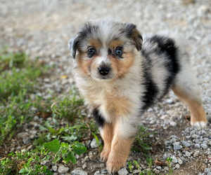 Miniature Australian Shepherd Puppy for sale in PERU, NE, USA
