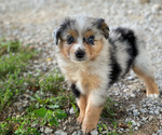Small Miniature Australian Shepherd