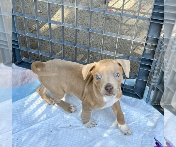 Medium Photo #3 Mutt Puppy For Sale in Mooresville, NC, USA