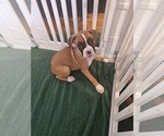 Small Boxer