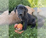 Small #3 Great Dane