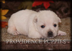 Small #5 West Highland White Terrier