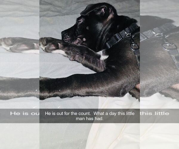 Medium Photo #6 Staffordshire Bull Terrier-Unknown Mix Puppy For Sale in Princeton, MN, USA