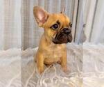 Small #3 French Bulldog