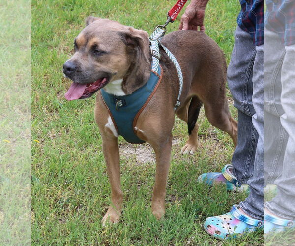Medium Photo #2 Boxweiler Puppy For Sale in Bandera, TX, USA