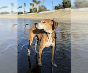 Labrador Retriever Dogs for adoption in Fremont, CA, USA