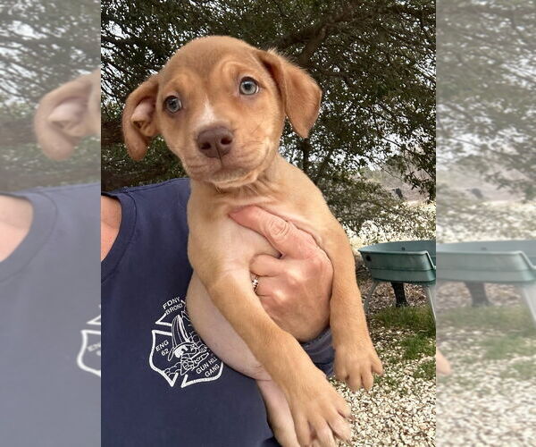 Medium Photo #1 Mutt Puppy For Sale in Oak Bluffs, MA, USA