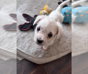 Havanese-Poodle (Toy) Mix Puppy for sale in MILAN, IL, USA