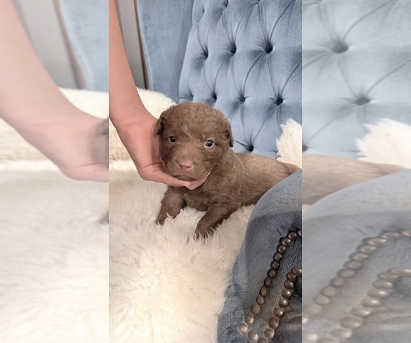 Medium Photo #3 Chesapeake Bay Retriever Puppy For Sale in GREELEY, CO, USA