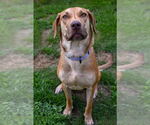 Small #2 Labrador Retriever-Rhodesian Ridgeback Mix