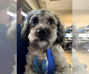 Shih-Poo Dogs for adoption in Chula Vista, CA, USA