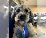 Small Shih-Poo