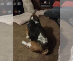 Small #1 Basset Hound