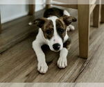 Small #1 Bulldog Mix