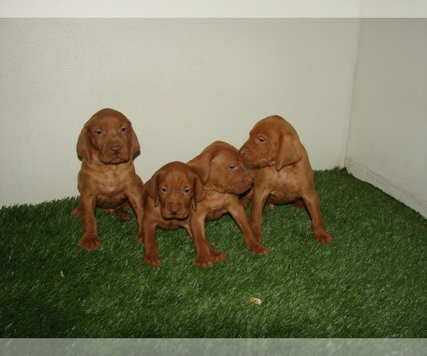 Medium Photo #7 Vizsla Puppy For Sale in AMORITA, OK, USA