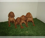 Small Photo #7 Vizsla Puppy For Sale in AMORITA, OK, USA