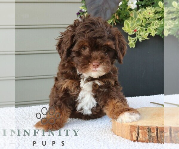 Medium Photo #2 Bernedoodle (Miniature) Puppy For Sale in NARVON, PA, USA