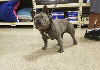 Father of the French Bulldog puppies born on 05/25/2017