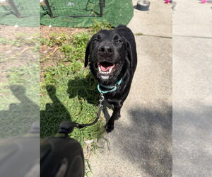 Labrador Retriever-Unknown Mix Dogs for adoption in Virginia Beach, VA, USA