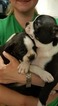 Small Photo #13 Boston Terrier Puppy For Sale in BRKN ARW, OK, USA