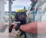 Small #2 Labrador Retriever
