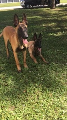 Belgian Malinois Puppy for sale in PALM BAY, FL, USA