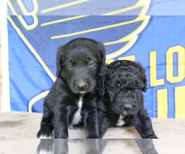 Medium Photo #6 Double Doodle Puppy For Sale in FREDERICKTOWN, MO, USA