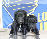 Small Photo #6 Double Doodle Puppy For Sale in FREDERICKTOWN, MO, USA