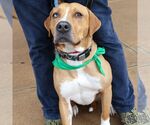 Small #4 Retriever  Mix