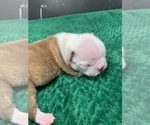 Small Photo #83 Boston Terrier Puppy For Sale in TULARE, CA, USA