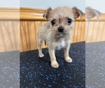 Small Photo #5 ShiChi Puppy For Sale in SAINT AUGUSTINE, FL, USA
