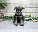 Puppy Drew Schnauzer (Miniature)